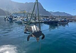 Un gigante del mar muere en Agaete: rescatan sin vida una tortuga laúd