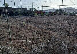 Agüimes solo tiene cultivada 356 hectáreas de las más de 2.500 de superficie agraria útil