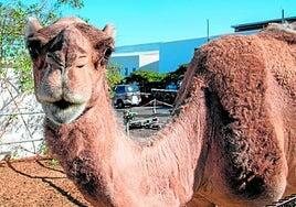 Alianza para proteger al camello canario de la tripanosomosis