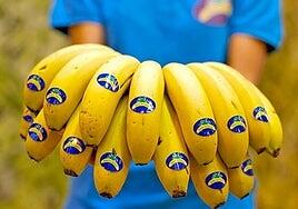 Las exportaciones de Plátano de Canarias disminuyen un 6% en 2024