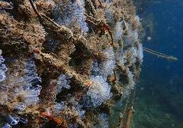 Instalan seis arrecifes biomiméticos para renaturalizar los espacios portuarios