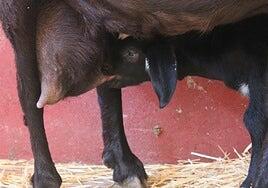 Ciencia de datos para mejorar el calostro de las cabras canarias