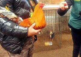 Investigan por maltrato animal al dueño que denunció el robo viral de gallos