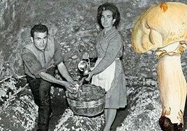 Champiñón: de las catacumbas parisinas a las bodegas riojanas