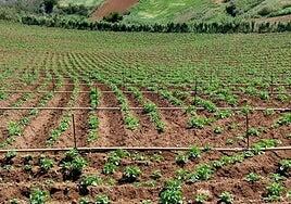 El suelo cultivado en Gran Canaria se redujo un 8,1% durante el último lustro
