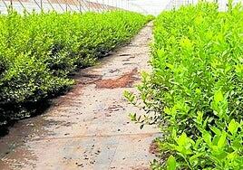 El tomate baja hasta el sexto puesto en superficie plantada