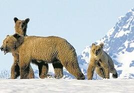 Matar osos y lobos en Alaska