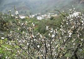 Los 55 años del Almendro en Flor