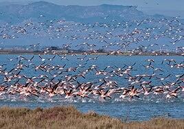 Las aves acuáticas prefieren los humedales del norte ante el deterioro de los del sur