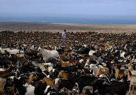 Cabras, costa, gambuesa, lata y bardino: la costumbre de las apañadas es BIC