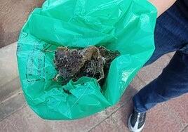 Máxima inquietud en Arguineguín por el envenenamiento de unos quince perros