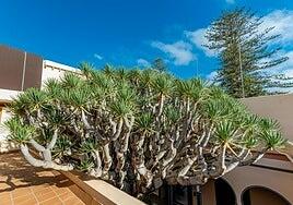 A consulta pública la ordenanza para proteger árboles singulares en Gáldar