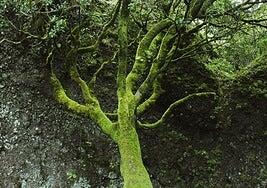 Carta abierta a los herreños