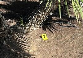 Hallados otros 12 cebos con restos de veneno en Arguineguín