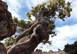 Un cedro del Teide se convierte en el árbol más antiguo de Europa con 1.500 años