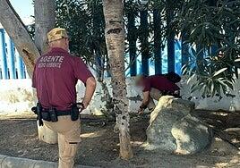 La segunda batida de la unidad canina en Arguineguín no halló nuevos cebos con veneno