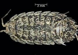 Descubierta una nueva especie endémica de cochinilla de la humedad en la laurisilva de Tenerife