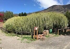 Una sentencia obliga a Mogán a devolver a Lopesan La Cardonera de Veneguera