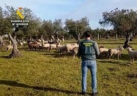 Detenido un pastor por sustraer 264 ovejas de su antiguo trabajo