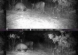 Un estudio científico demuestra que el lince y el tejón colaboran en sus cacerías