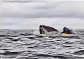Una ballena traga a un joven que hacía kayak y lo escupe