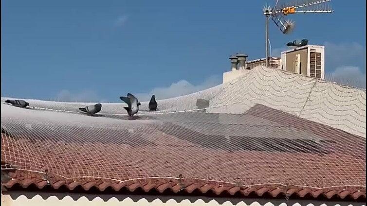 Una plaga con alas amarga a los vecinos de El Tablero