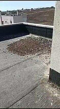 Las palomas, una plaga para los vecinos de El Tablero