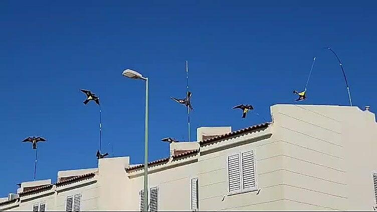 Cometas como aves rapaces para espantar a las palomas en El Tablero
