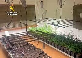 Un operativo antidroga en Lanzarote culmina con dos detenidos por elaborar y cultivar marihuana