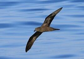El petrel de Bulwer, el ave amenazado en Tenerife por la superpoblación de palomas