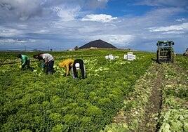 El campo de Gran Canaria agradece la lluvia, pero la necesidad era mucha y supo a poco