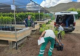 El Cabildo de Gran Canaria entrega los frutales de 2025