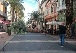 Cae una palmera en el paseo peatonal de Luis Morote