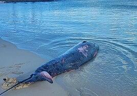 Aparece un zifio varado en la zona de Grandes Playas de Corralejo