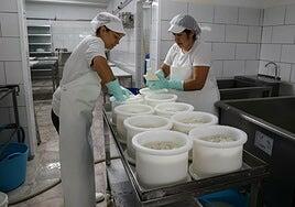 Alisios, el mejor fermento de leche cruda de Gran Canaria para sus quesos