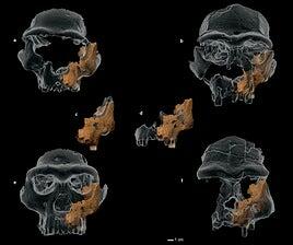 Investigadores españoles ponen cara al homínido más antiguo de Europa occidental