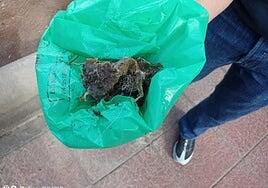 El envenenador de perros de Mogán usó una mezcla letal de 4 sustancias tóxicas