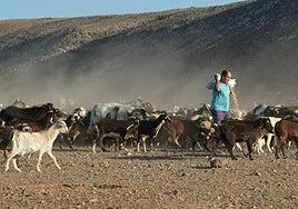 Un 40% más de ayuda para el pienso del ganado de costa en Fuerteventura