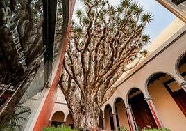 Gáldar somete a consulta su catálogo de árboles y arboledas singulares