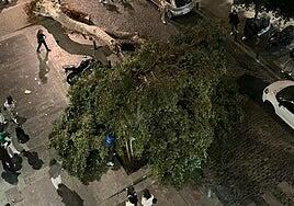 Un árbol se desploma en pleno centro de Las Palmas de Gran Canaria