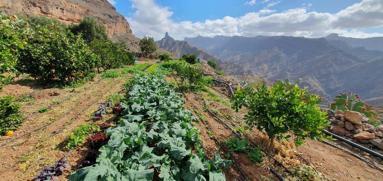 Un menú vegano en la cautivadora cumbre de Gran Canaria