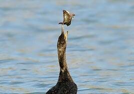 La tilapia gana la batalla y se queda con la Charca de Maspalomas