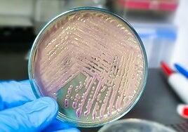 La bacteria intestinal más temida puede fabricar bioplástico por sí sola
