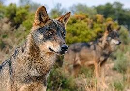 El Congreso autorizará esta semana la caza del lobo al norte del Duero