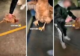 Denunciados otros 39 jóvenes por usar una gallina como balón en La Rioja