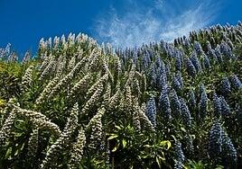 Los alergólogos anticipan una primavera con bajos niveles de polen en Canarias