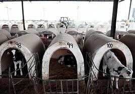 Ecologistas piden el veto temporal a nuevas macrogranjas para reducir las emisiones de metano