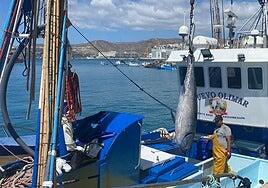 Nuevo Olimar descarga los 12 primeros atunes rojos de la temporada en Arguineguín