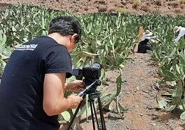 La cochinilla, en el Archivo de Indias