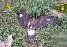 Detenido un hombre en Albacete por envenenar rapaces